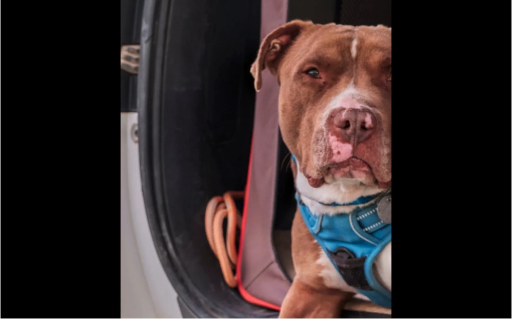 dog looking at camera