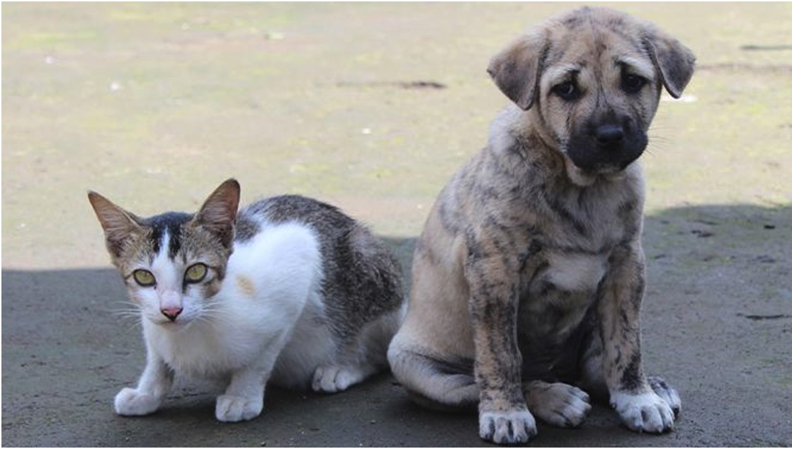 cat and dog